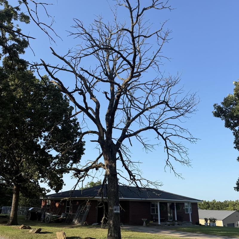 Dead tree in residential yard with warning sign Dead tree in residential yard with warning sign