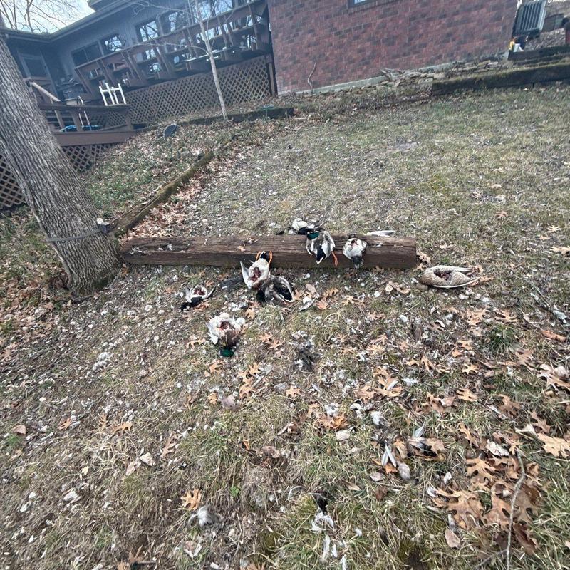 Dead ducks on lawn near tree and house exterior