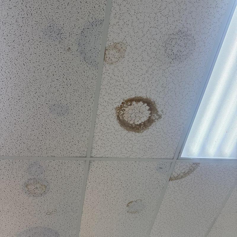 Ceiling tiles with water damage stains and ring marks