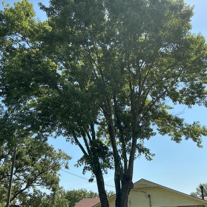 Mature tree near power lines by house Mature tree near power lines by house