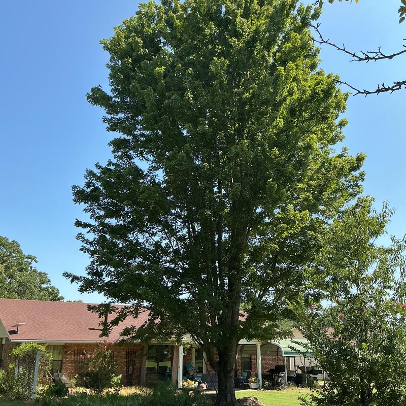 Mature tree near homes before removal in Coal Creek Mature tree near homes before removal in Coal Creek