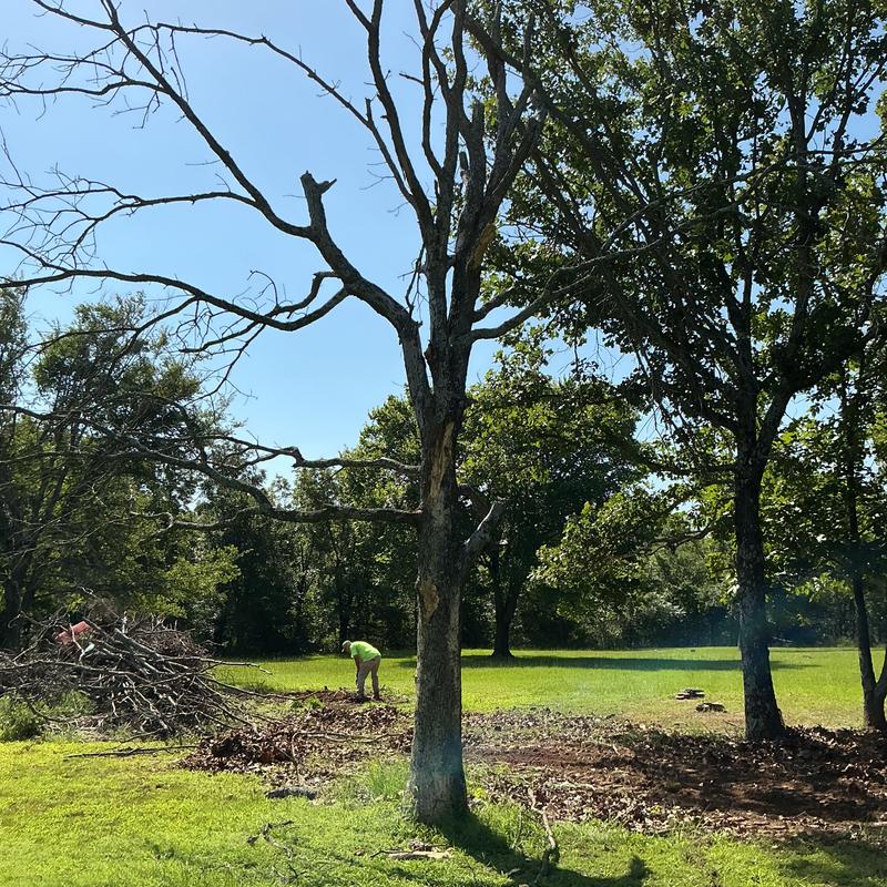 Dead tree removal cleanup near homes and power lines Dead tree removal cleanup near homes and power lines