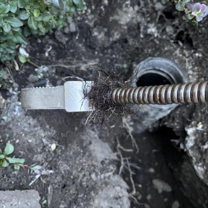 Sewer line root clog removed with plumber's snake tool Sewer line root clog removed with plumber's snake tool