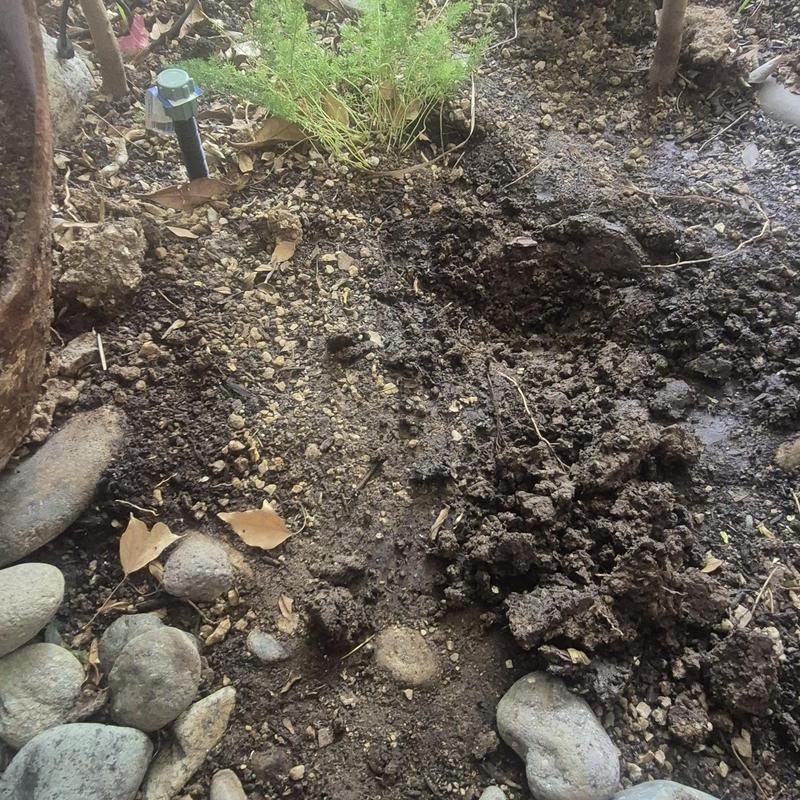 Irrigation valve box and soil excavation in Glendale, AZ