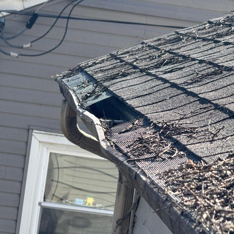 Roof shingles and gutter with debris buildup