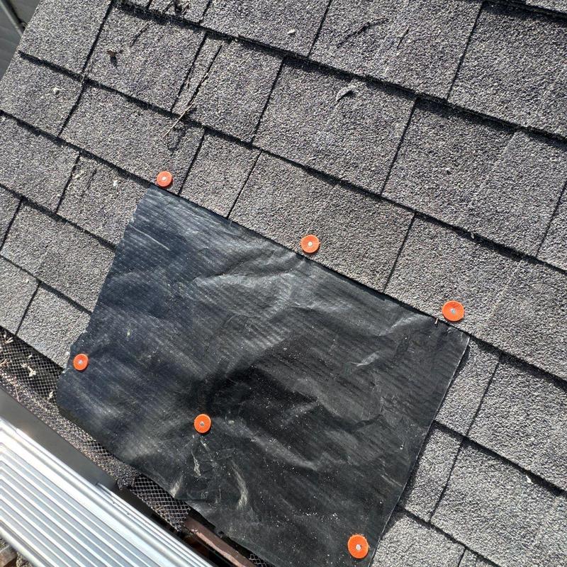 Asphalt shingles with temporary patch and nail caps