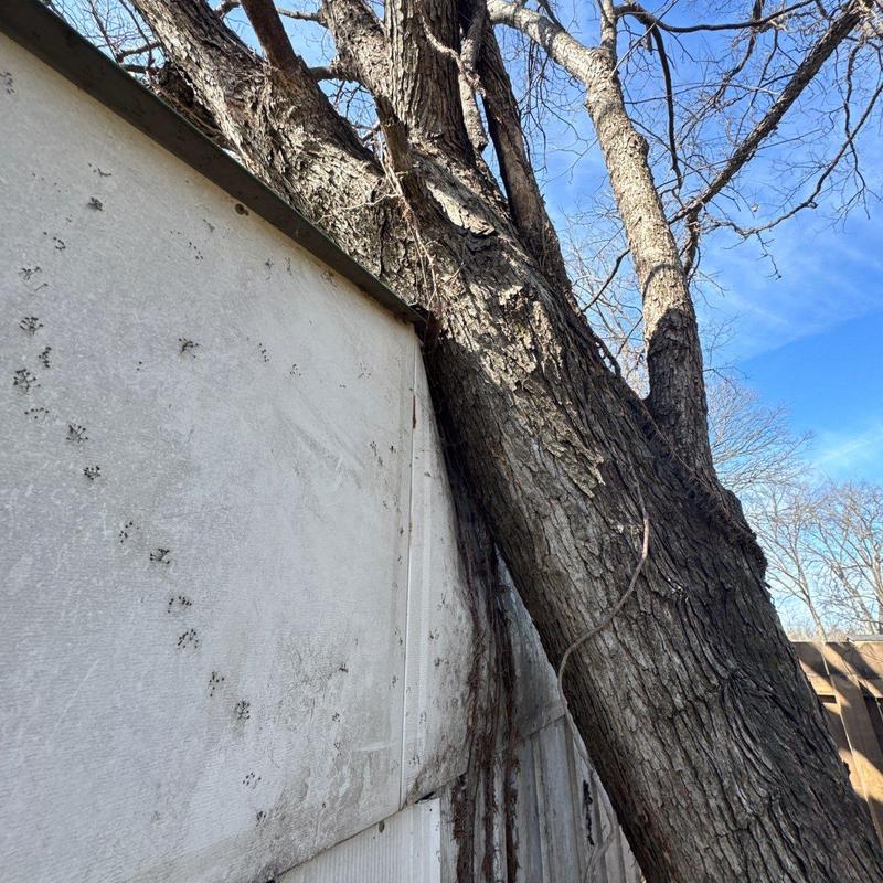 Tree trunk leaning on exterior wall with animal tracks