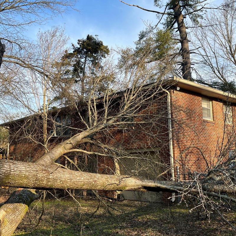 Tree debris on roof and gutter system