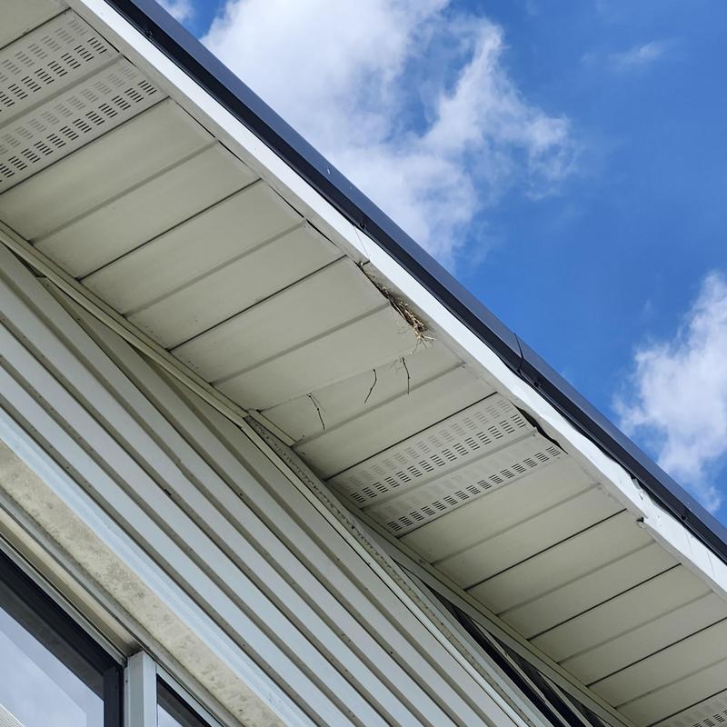 Soffit damage from bird nesting under eaves