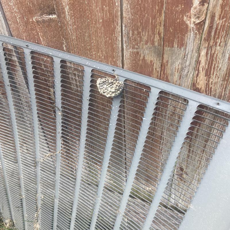 Outdoor air conditioner condenser with wasp nest Outdoor air conditioner condenser with wasp nest