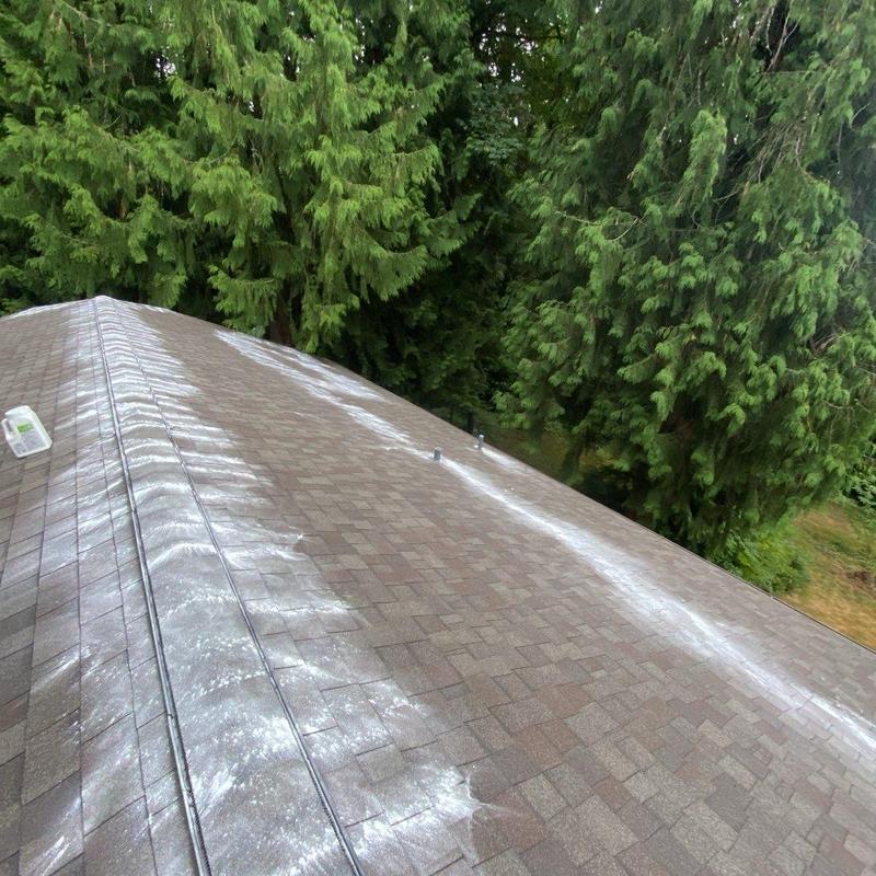 Roof moss treatment on shingle roof in wooded area