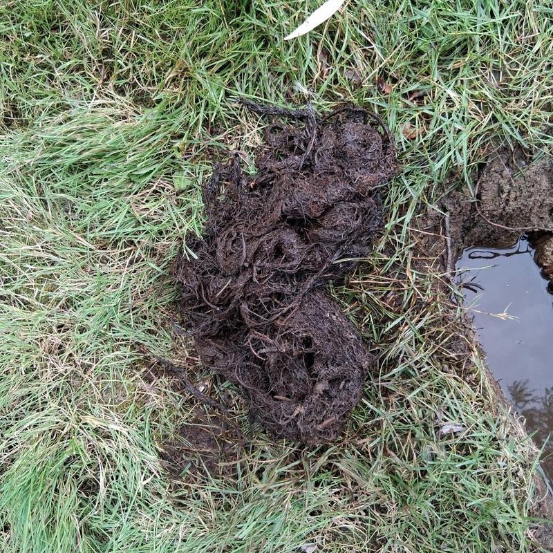 Drain tile clogged with pulled roots on grassy ground Drain tile clogged with pulled roots on grassy ground