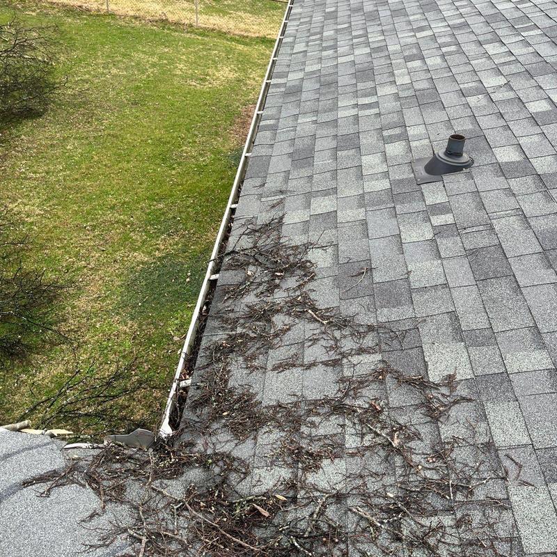 Roof gutter clogged with pine needles and debris