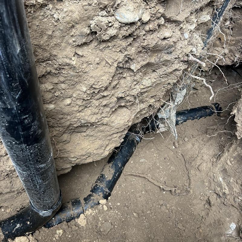 Sewer line with root intrusions in soil excavation Sewer line with root intrusions in soil excavation