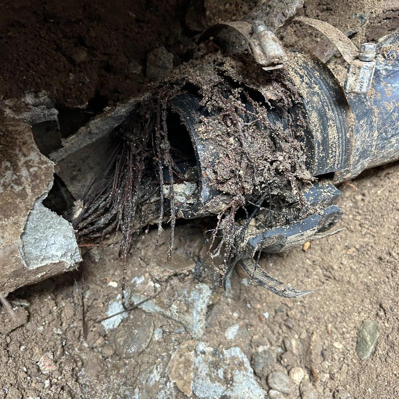 Sewer pipe with root intrusion and pipe damage exposed Sewer pipe with root intrusion and pipe damage exposed