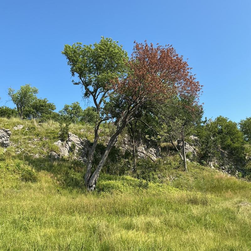 Damaged tree with dead branches on hillside Damaged tree with dead branches on hillside