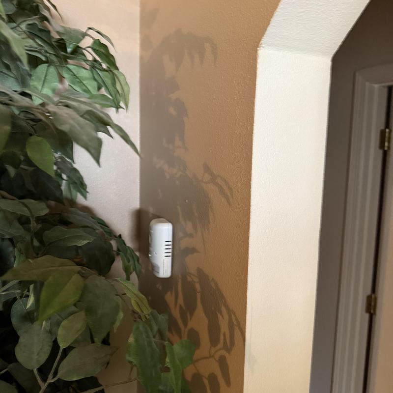 Carbon monoxide detector mounted on wall with plant nearby
