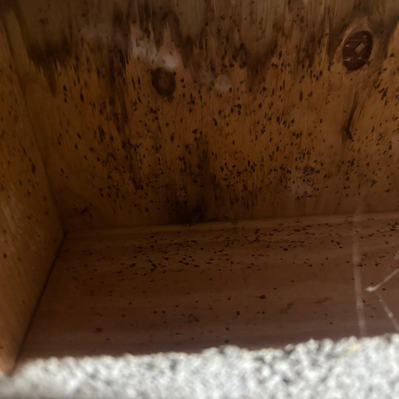 Roof sheathing with black mold spots