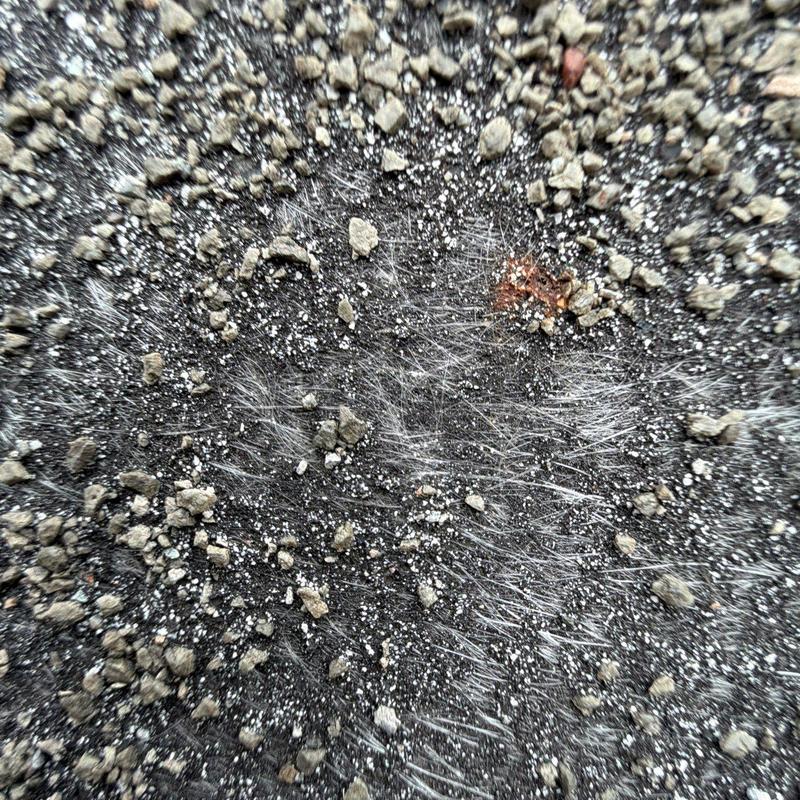 Roof granules worn down revealing fiberglass mat layers