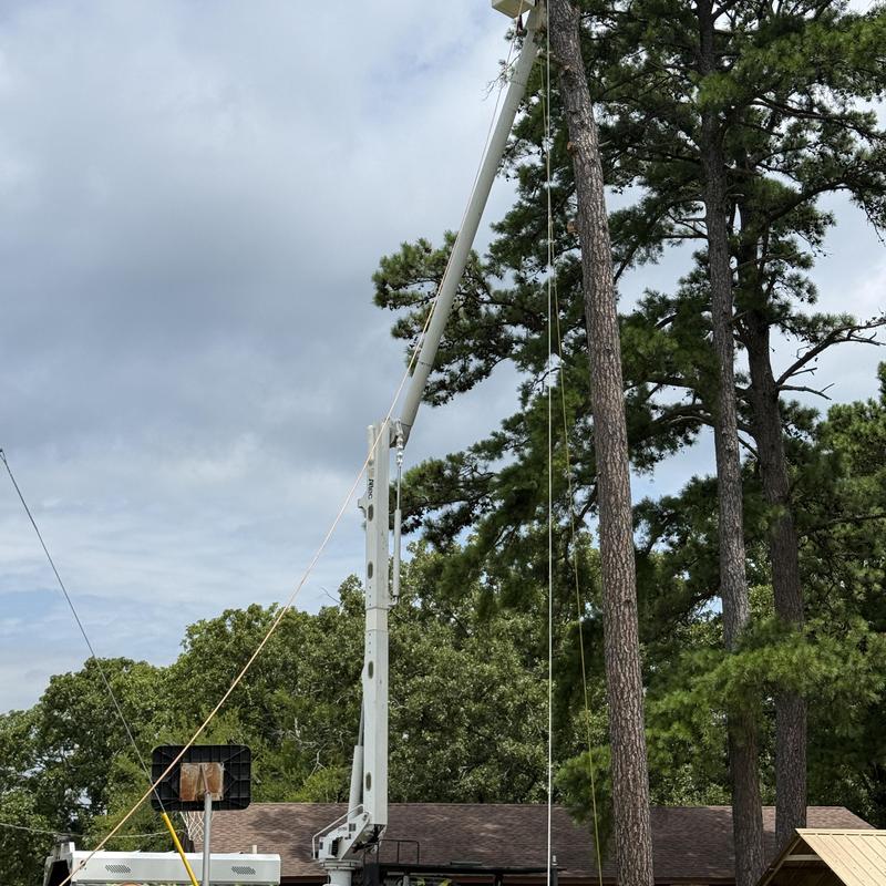 Pine tree removal using bucket truck in tight space Pine tree removal using bucket truck in tight space