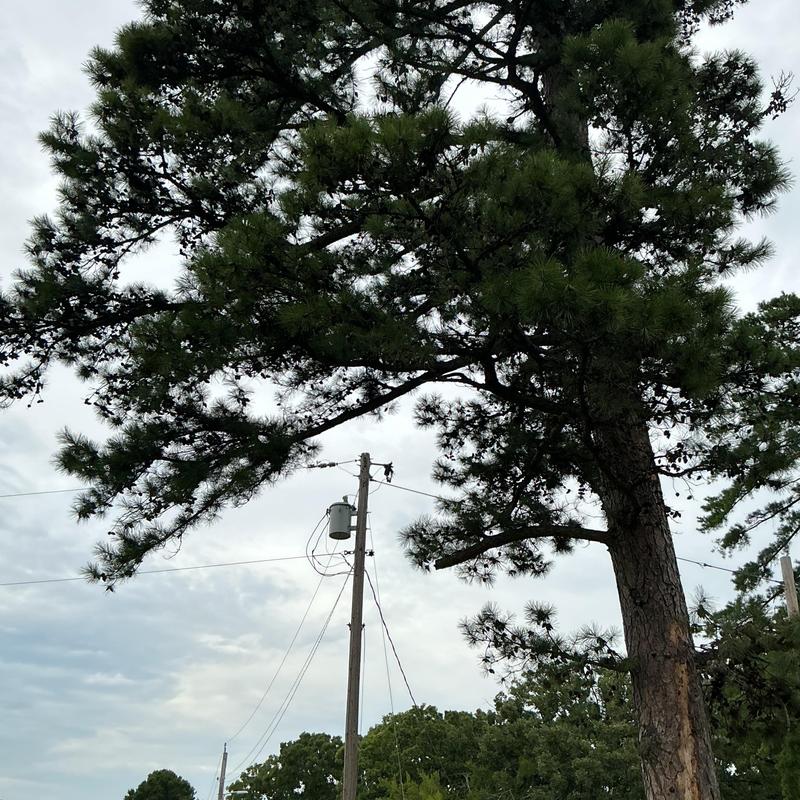 Large pine tree near power lines and fence Large pine tree near power lines and fence