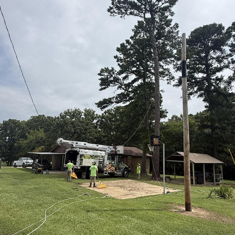 Pine tree removal near home and power lines Pine tree removal near home and power lines