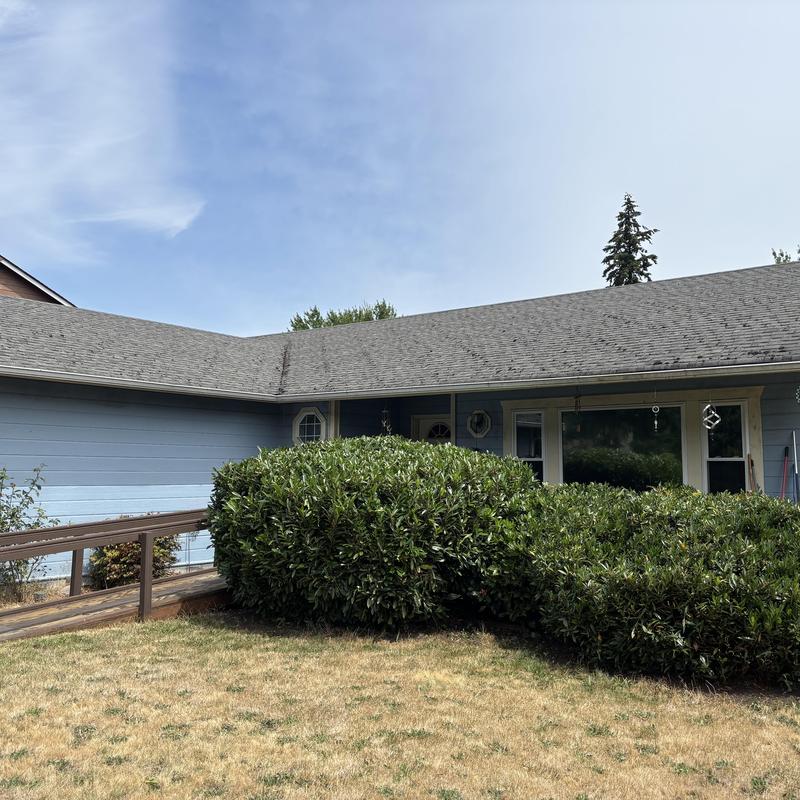 Asphalt shingle roof on residential home with overgrown shrubs Asphalt shingle roof on residential home with overgrown shrubs