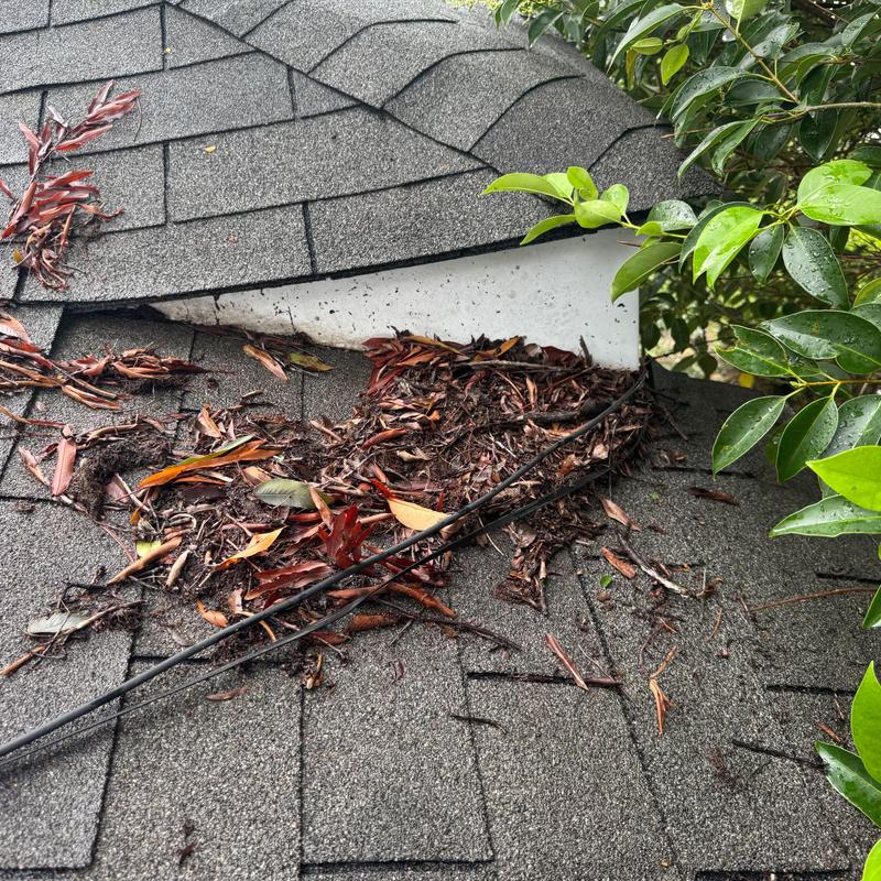 Roof flashing with debris buildup near tree branches