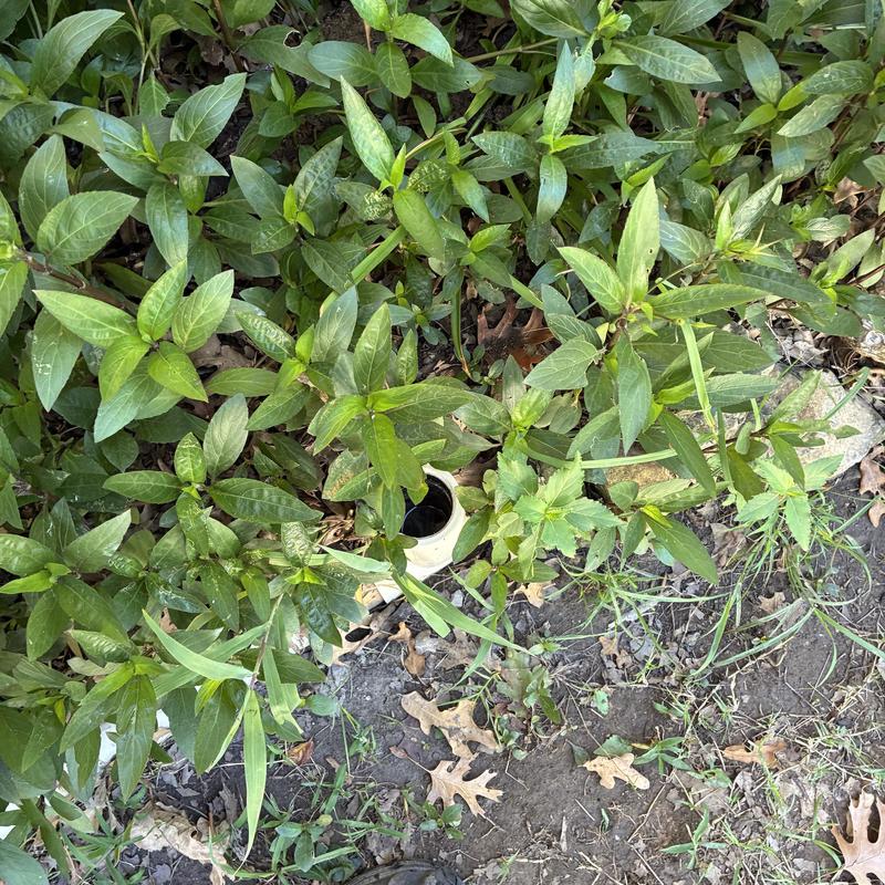 Sewer cleanout pipe obscured by green plants outdoors