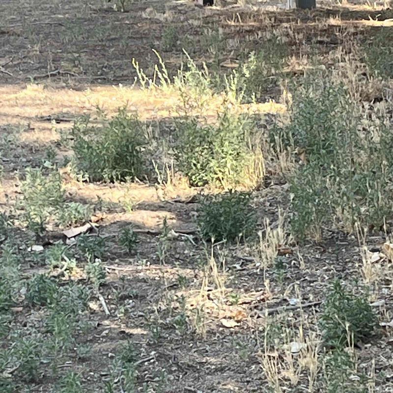 Sewer line sewage discharge at open lot near property