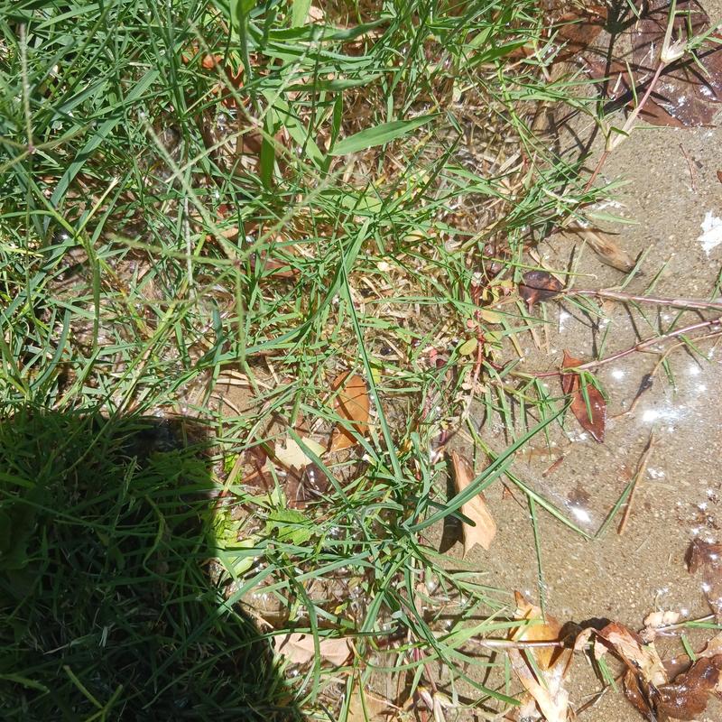 Broken underground water main leak in grass area Broken underground water main leak in grass area