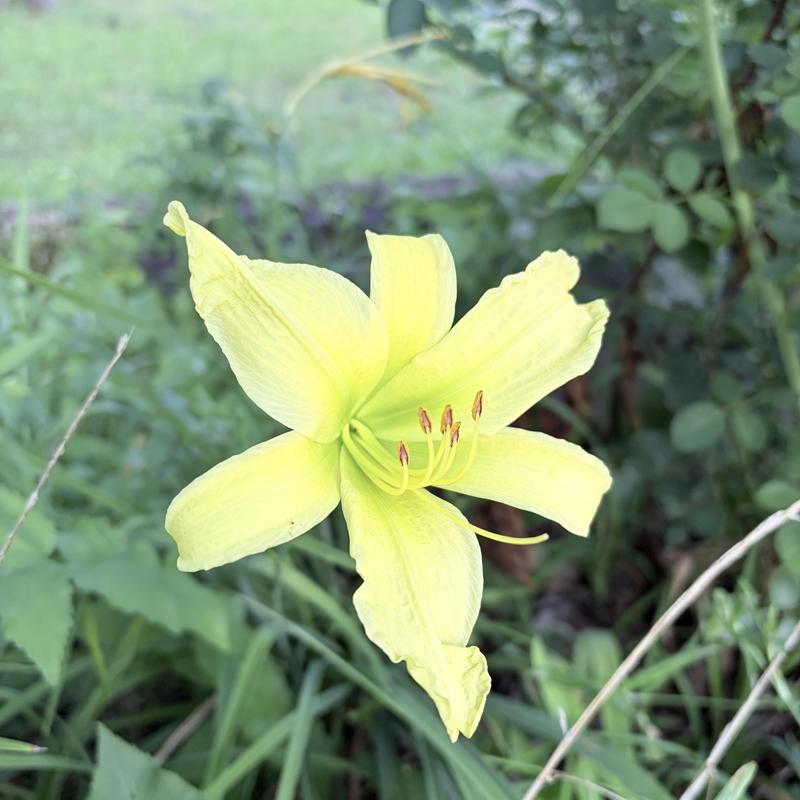 Yellow daylily flower in green garden foliage Yellow daylily flower in green garden foliage