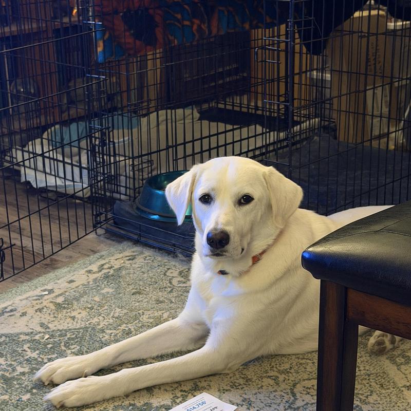 Labrador dog lying on rug near metal crate and chair Labrador dog lying on rug near metal crate and chair