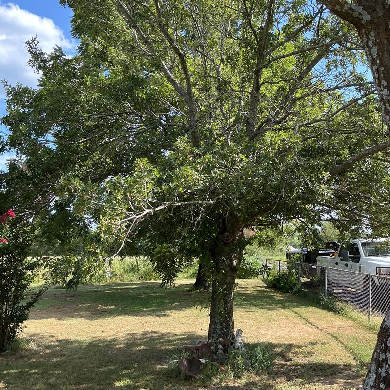 Tree trimming and removal with bucket truck and skid steer
