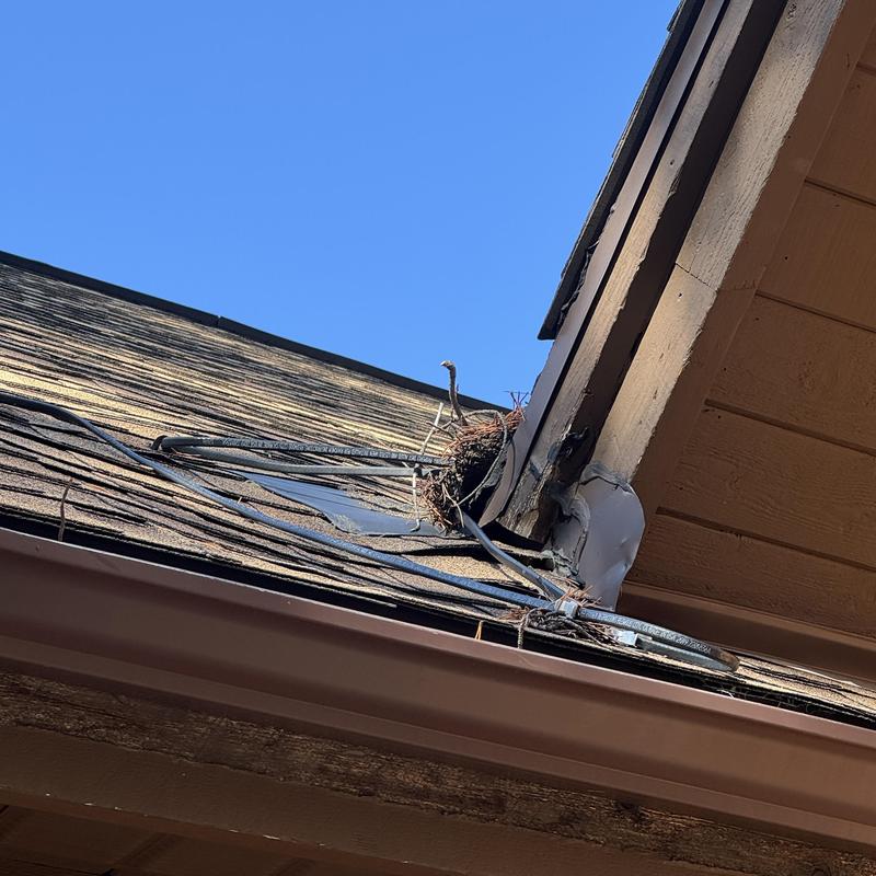 Asphalt shingles with ice damage near gutter edge