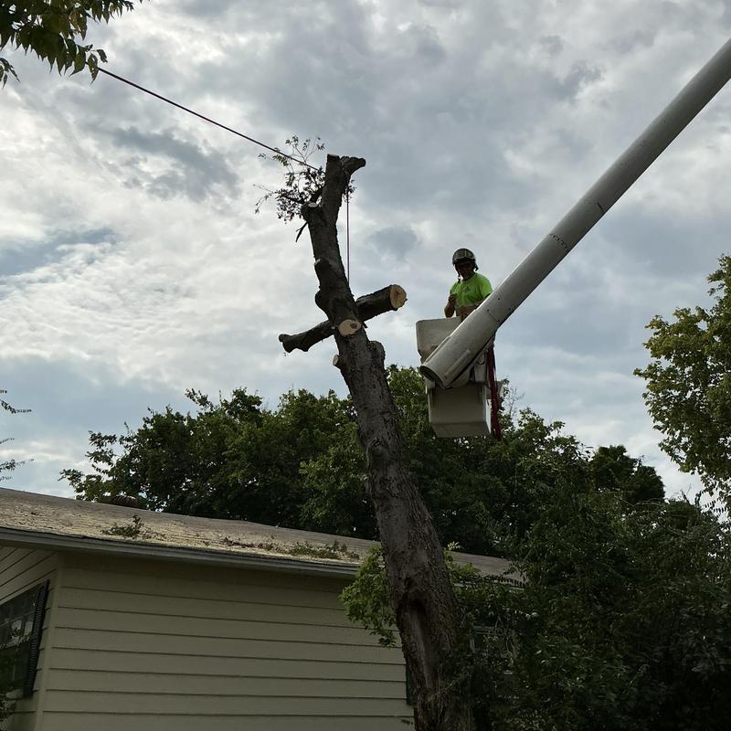 Dead tree removal using bucket truck near house Dead tree removal using bucket truck near house