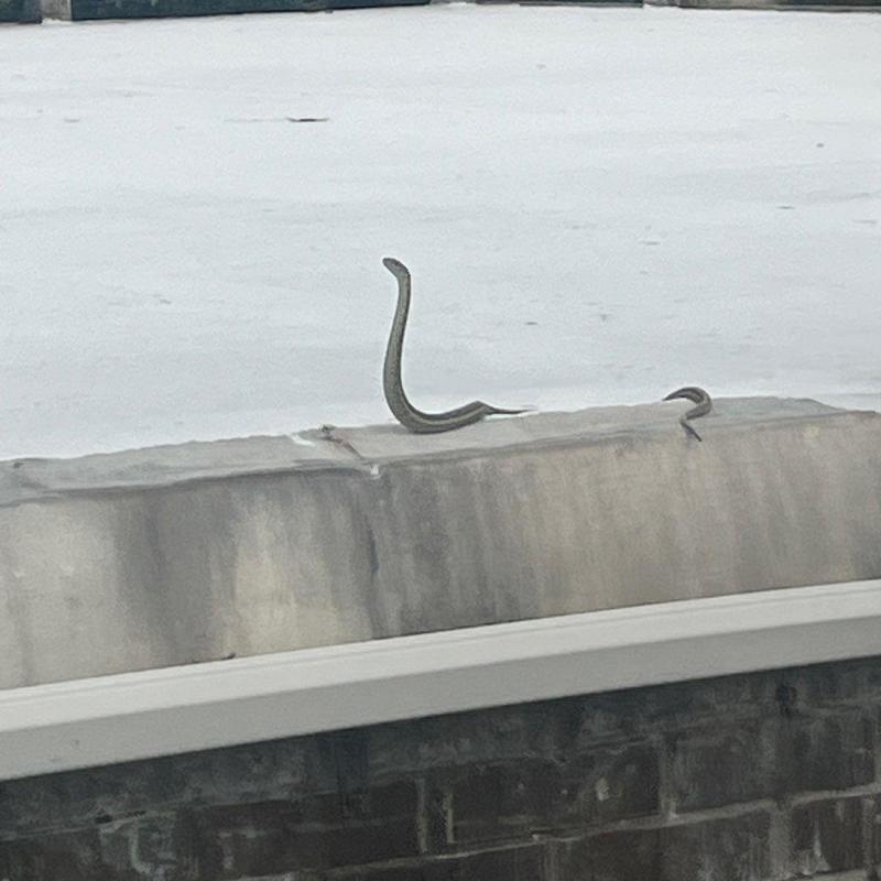 Roof flashing with hail damage and bent metal hooks