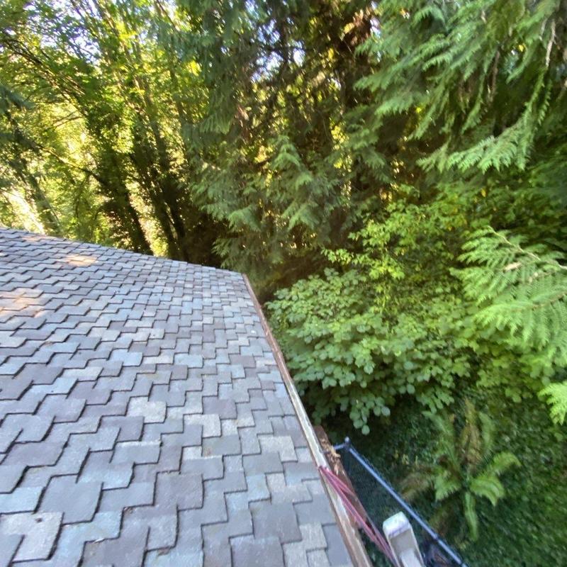 Asphalt shingle roof and gutter moss treatment cleaning