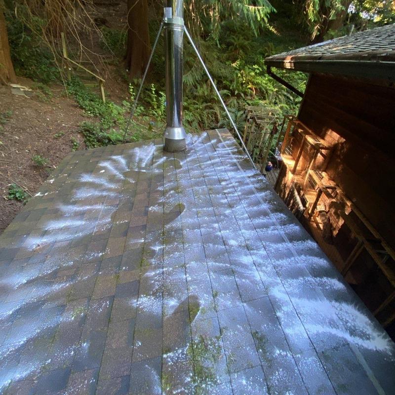 Roof shingles with applied moss treatment powder