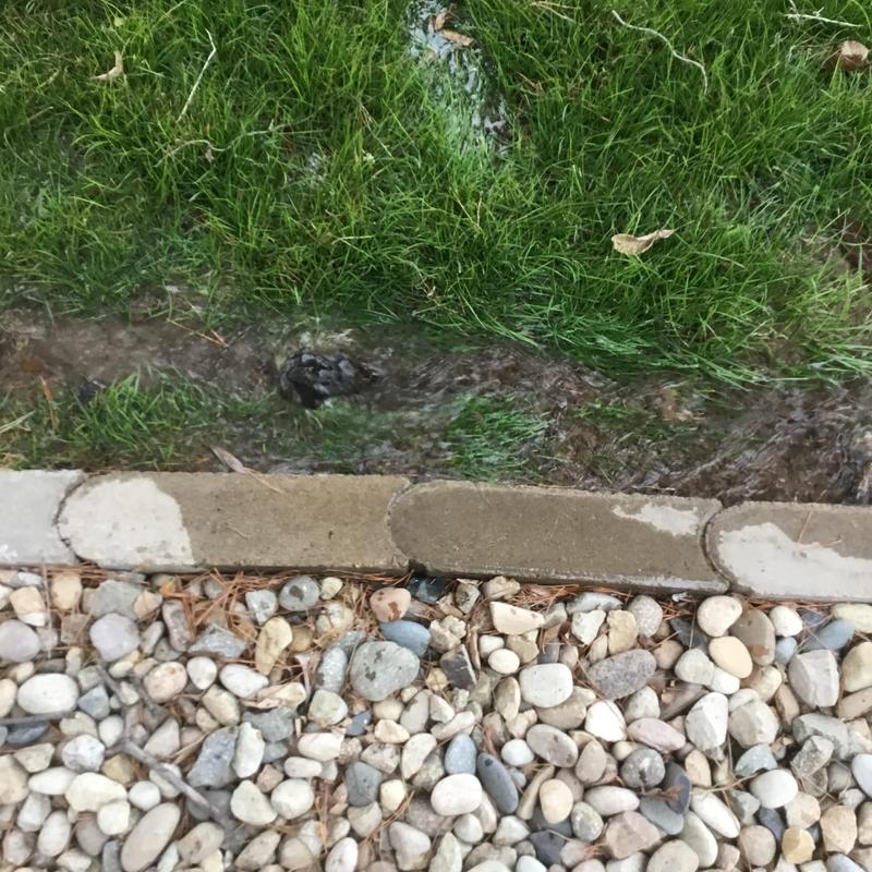Main waterline leak flooding yard and gravel border Main waterline leak flooding yard and gravel border