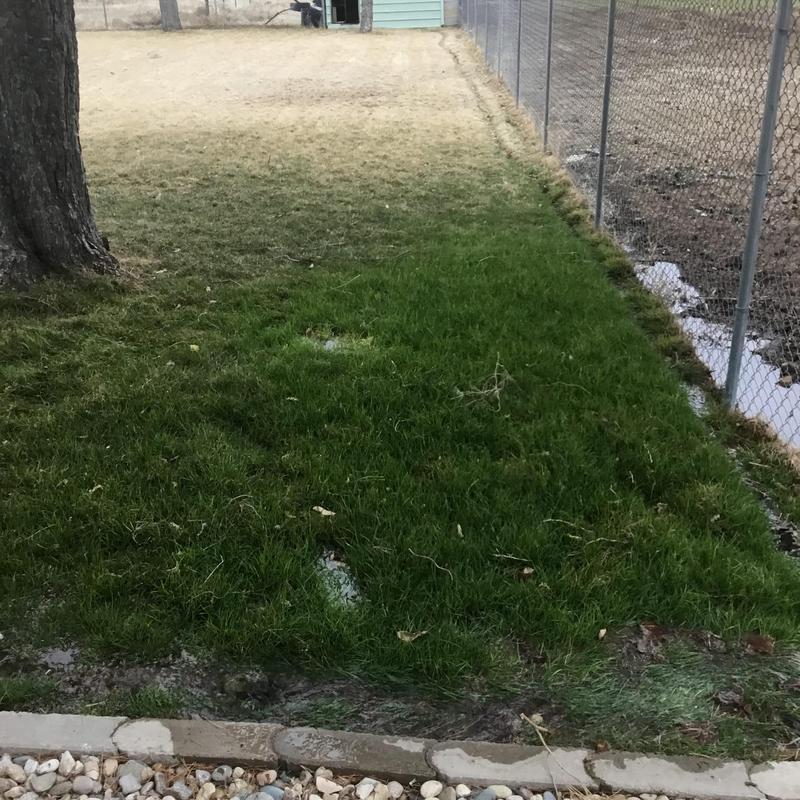 Main waterline leak and yard grass restoration Main waterline leak and yard grass restoration