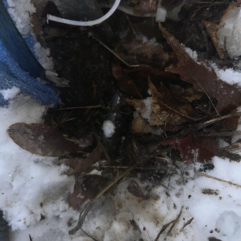 Storm drain sump pump area with leaves and snow Storm drain sump pump area with leaves and snow