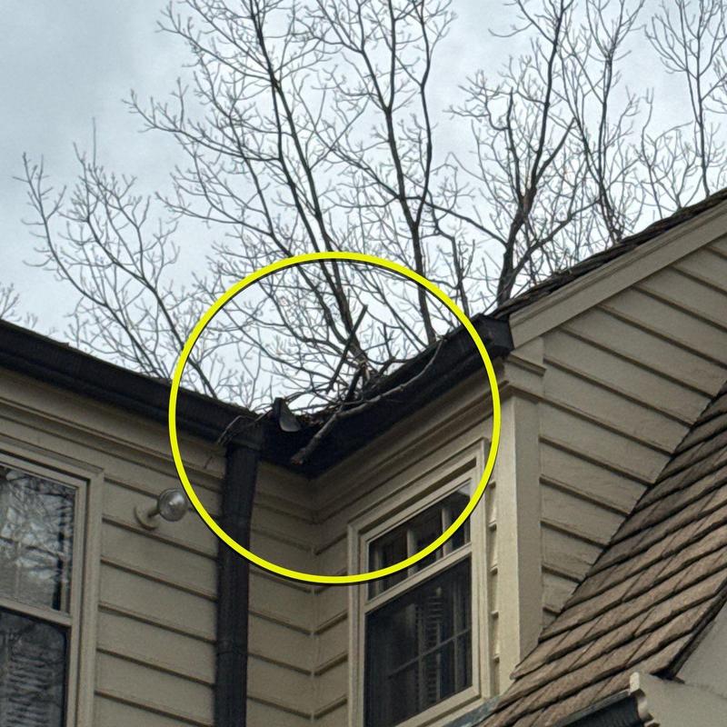 Gutter with tree branches blocking downspout