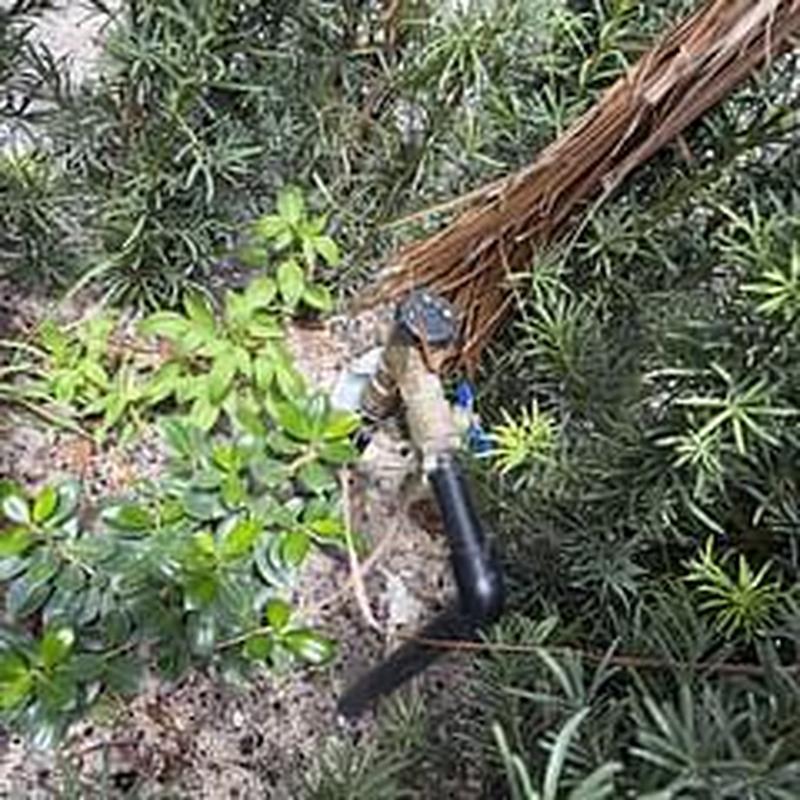 Backflow preventer inspection among garden plants