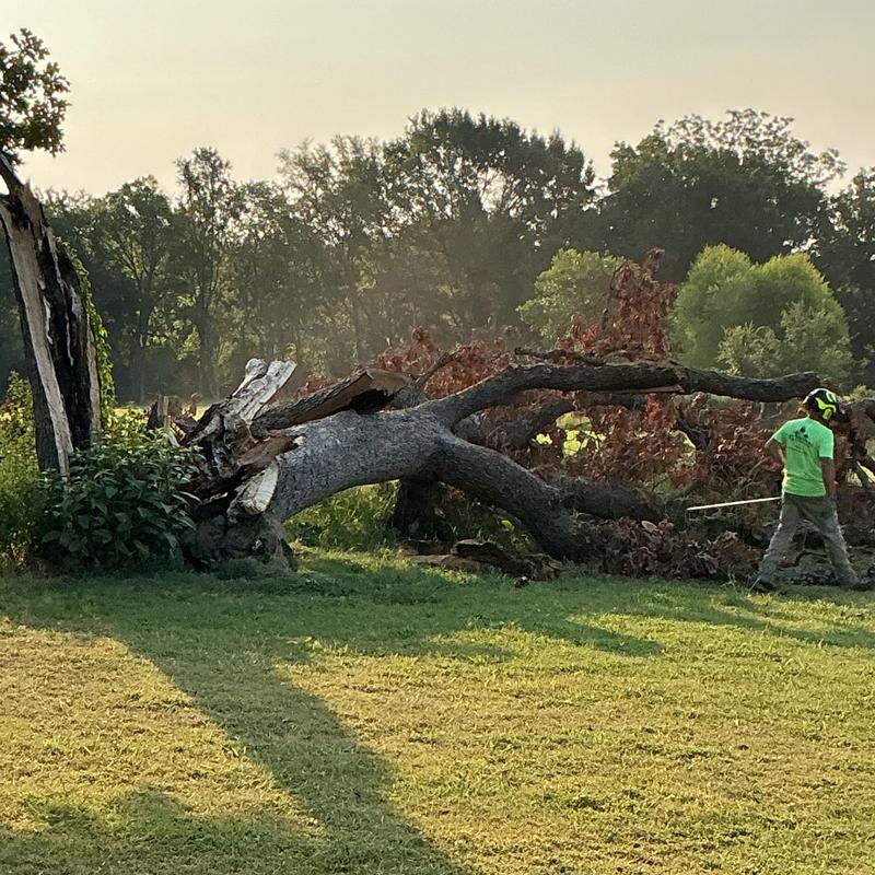 Storm-damaged fallen tree with crew member nearby Storm-damaged fallen tree with crew member nearby