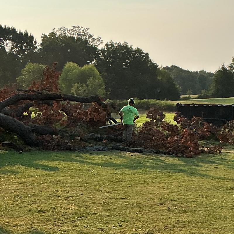 Storm-damaged tree removal with chainsaw in field Storm-damaged tree removal with chainsaw in field