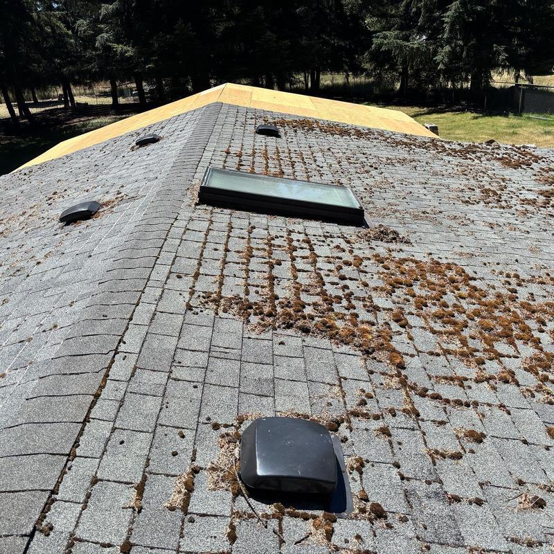Asphalt shingle roof with moss growth and skylight Asphalt shingle roof with moss growth and skylight