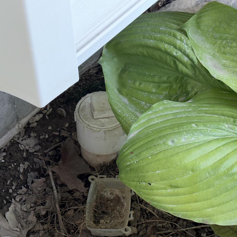 Main drain cleanout and inspection access outdoors Main drain cleanout and inspection access outdoors