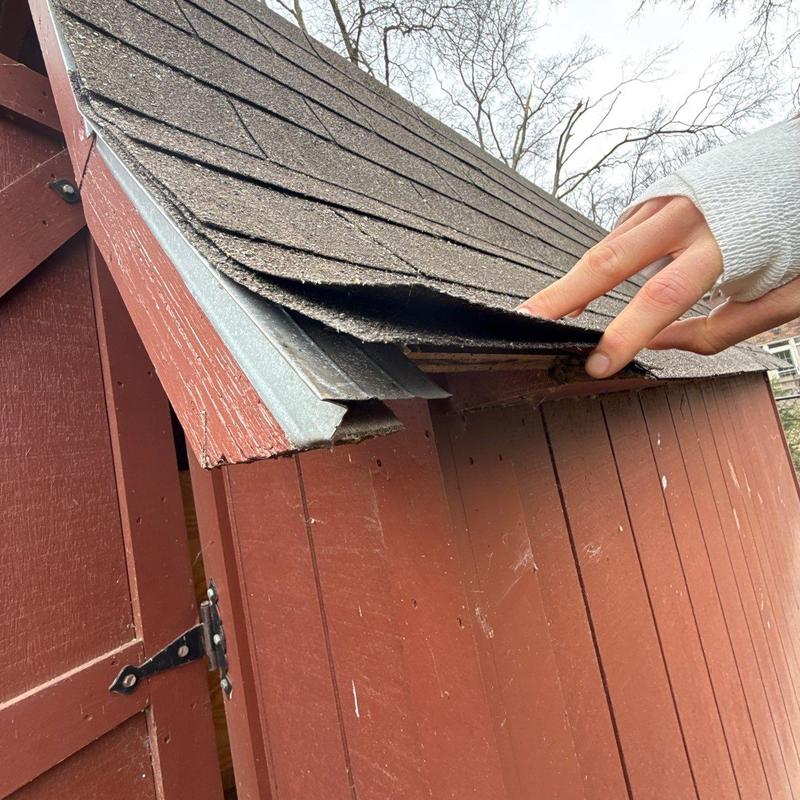 Asphalt shingle roof with lifted edge on wooden shed