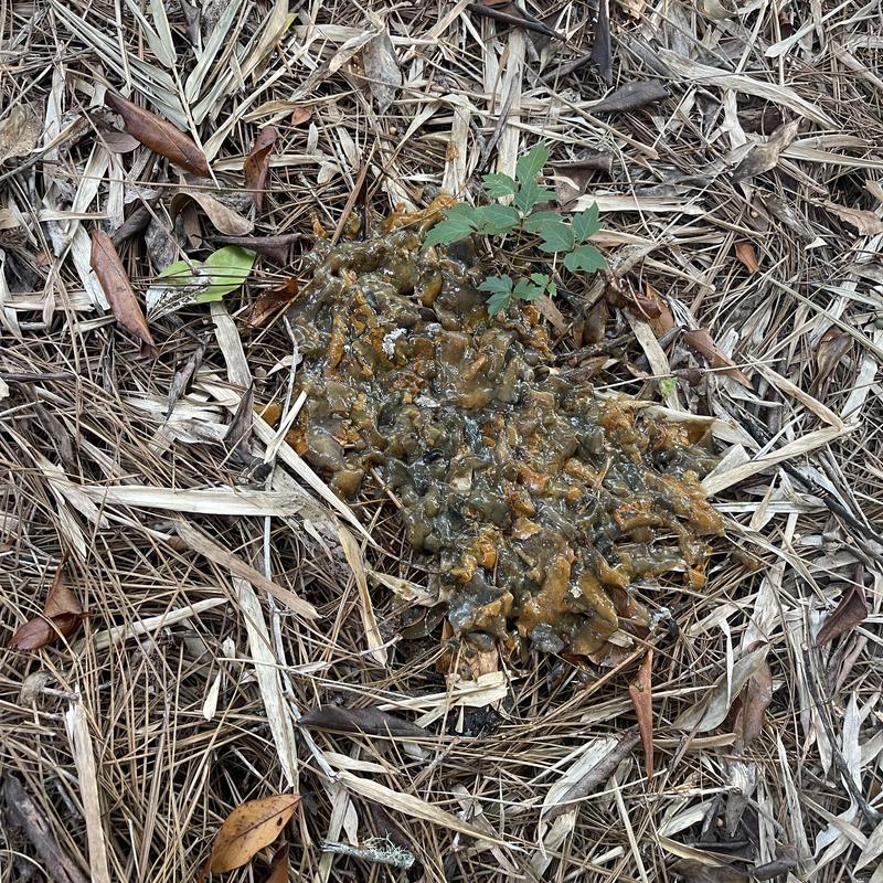 Animal scat on pine needle forest floor with green plant